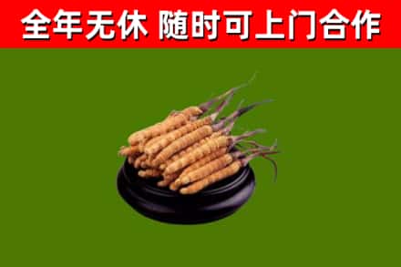 甘井子烟酒回收冬虫夏草.jpg